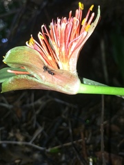 Scadoxus membranaceus
