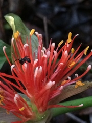 Scadoxus membranaceus