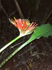 Scadoxus membranaceus