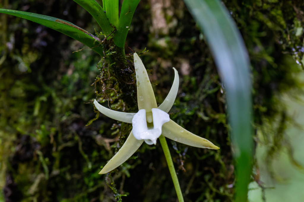 Angraecum obesum H.Perrier 2