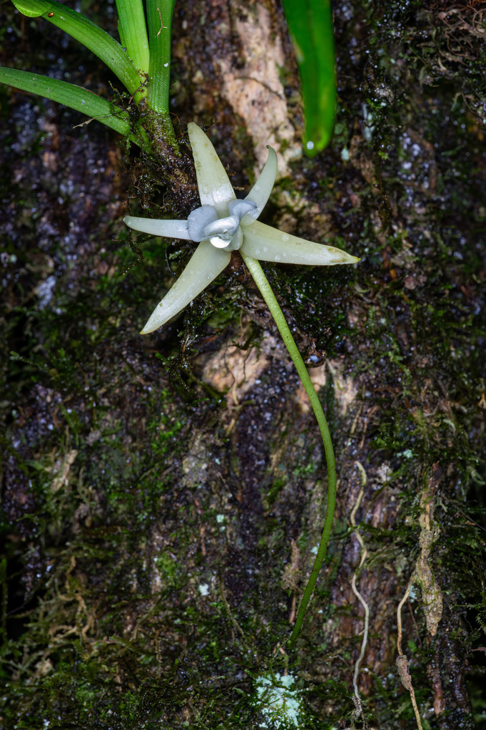 Angraecum obesum H.Perrier 3