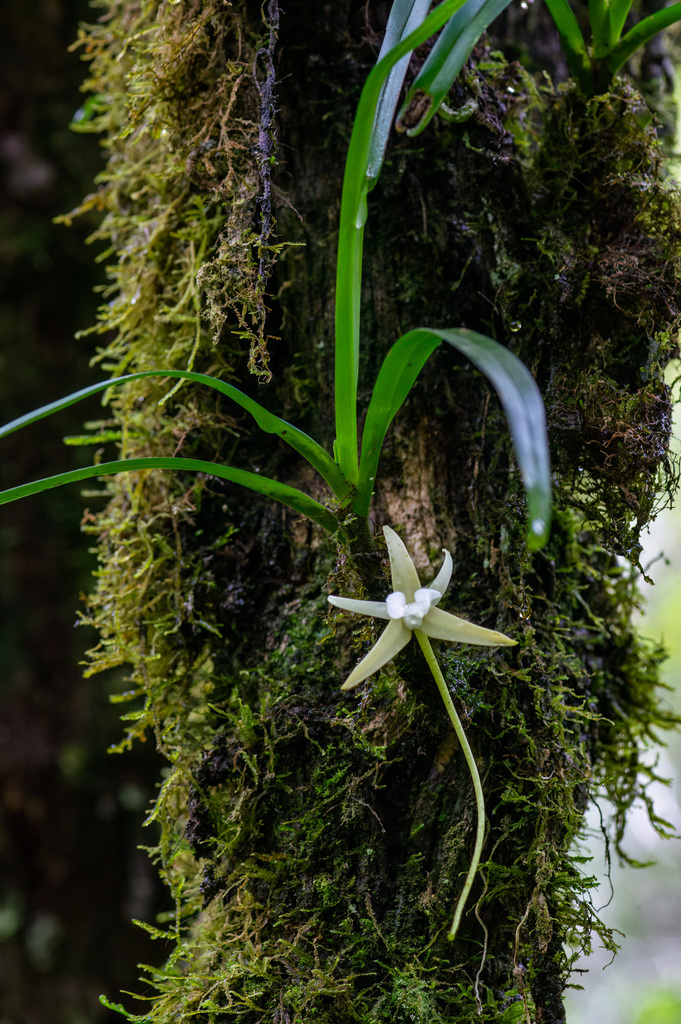 Angraecum obesum H.Perrier 4