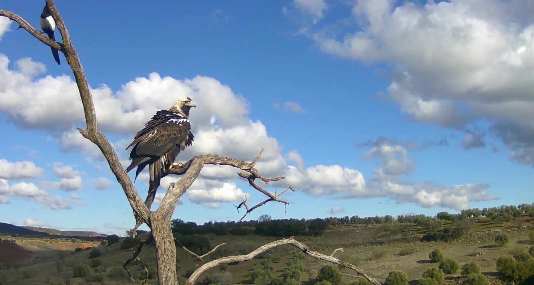 Spanish Imperial Eagle (Aquila adalberti), photo 4