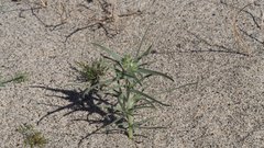 Johnstonella costata