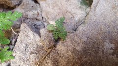 Eucrypta chrysanthemifolia bipinnatifida