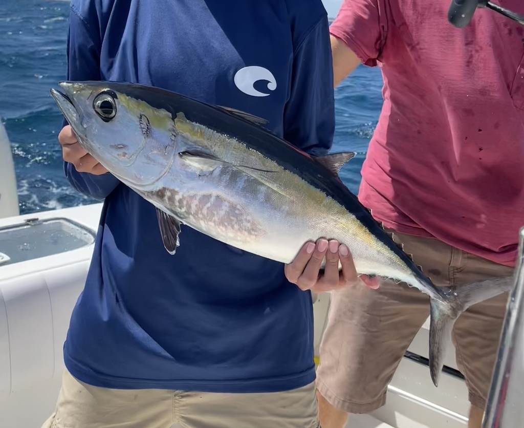 Photo of a Blackfin Tuna