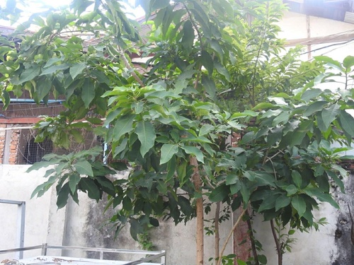 Croton persimilis observed 2025-10-12