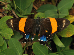 Ancyluris inca inca