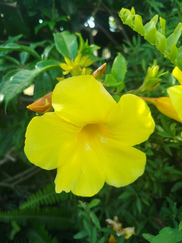 Golden Trumpet