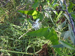 Passiflora misera