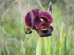Iris atropurpurea