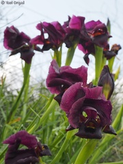 Iris atropurpurea