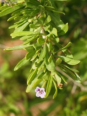 Lycium schweinfurthii