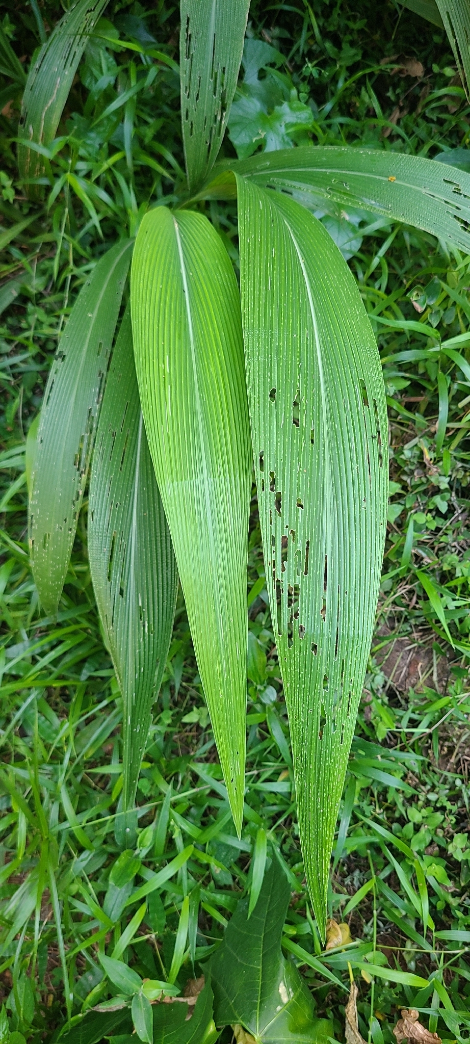 Imagem de Setaria megaphylla