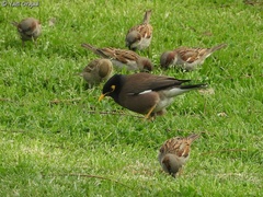 Acridotheres tristis