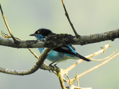 Dacnis lineata