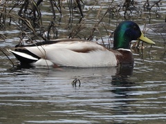 Anas platyrhynchos