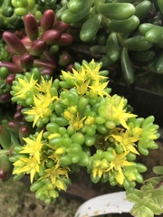 Sedum × rubrotinctum
