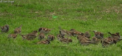 Passer domesticus