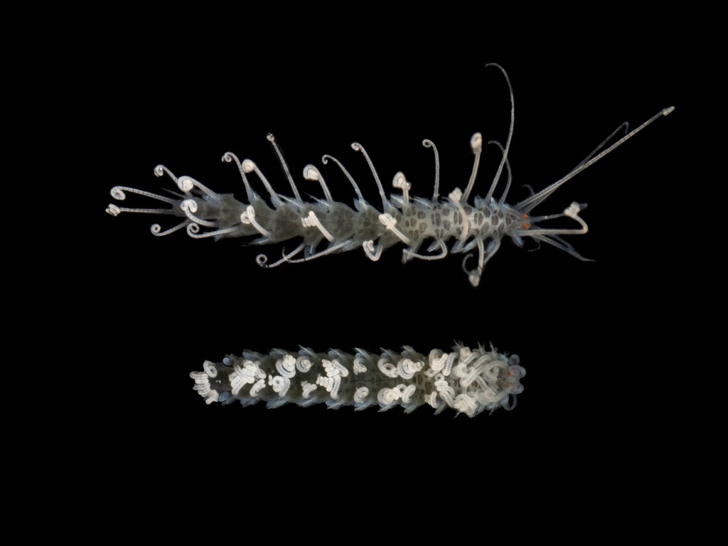 Amblyosyllis ovei