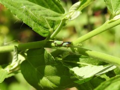Bucephalogonia xanthophis