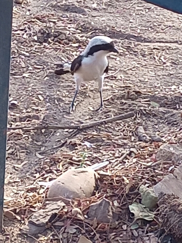 Lesser Grey Shrike