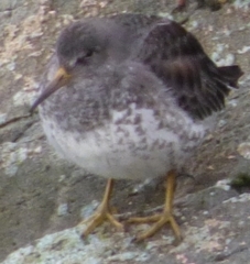 Calidris ptilocnemis