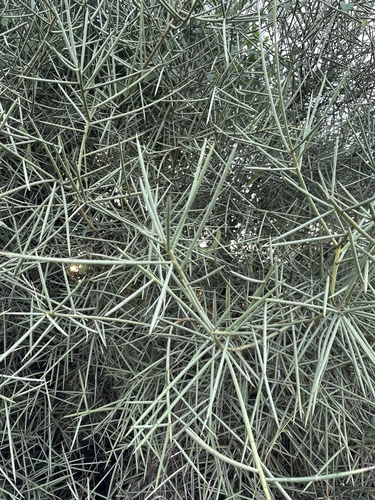 Mesquite (Neltuma kuntzei)