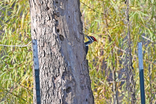 Pileated Woodpecker photographed in Louisiana