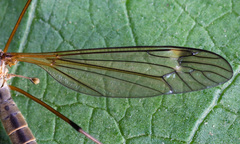 Prionocera