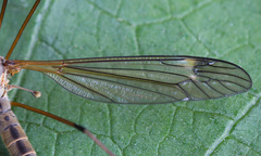 Prionocera