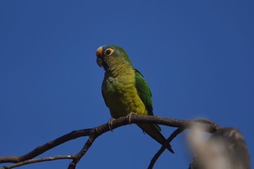 Peach-fronted Parakeet