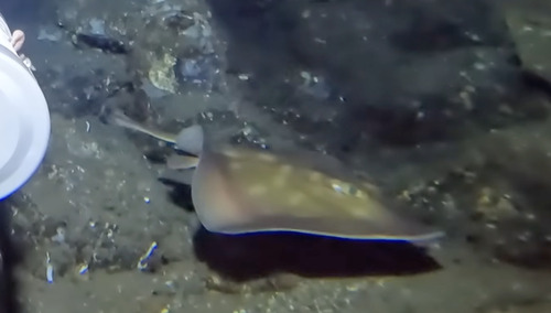 Mitotic stingaree (Urolophus mitosis) — Urolophidae