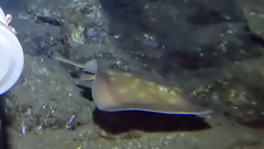 Blotched Stingaree photo 1