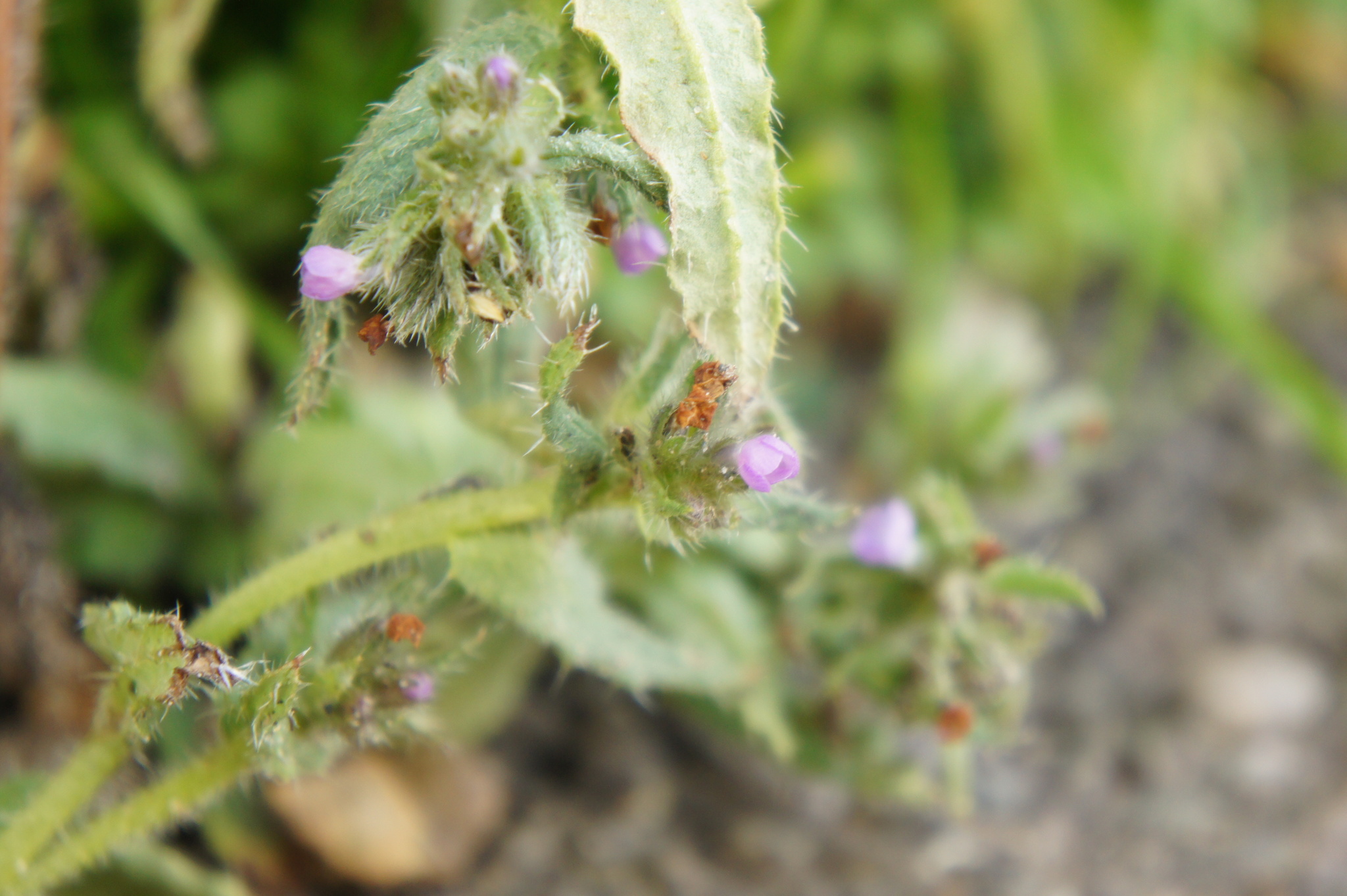 Small bugloss