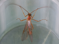 Enicospilus ramidulus