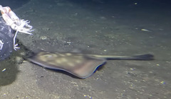 Blotched Stingaree photo 2