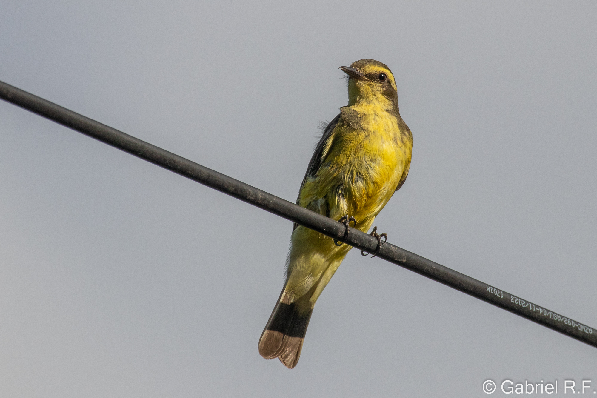 Yellow-browed Tyrant (Satrapa icterophrys), photo 7