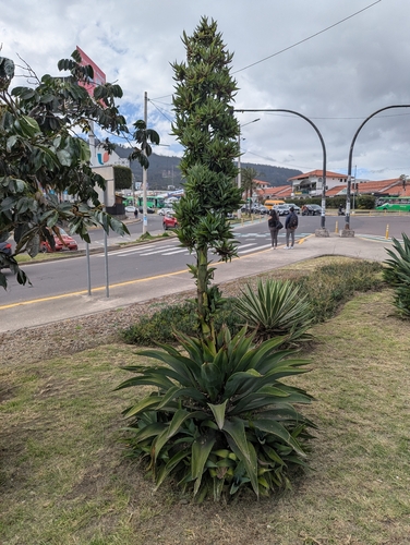 Smooth Agave (Agave desmetiana)