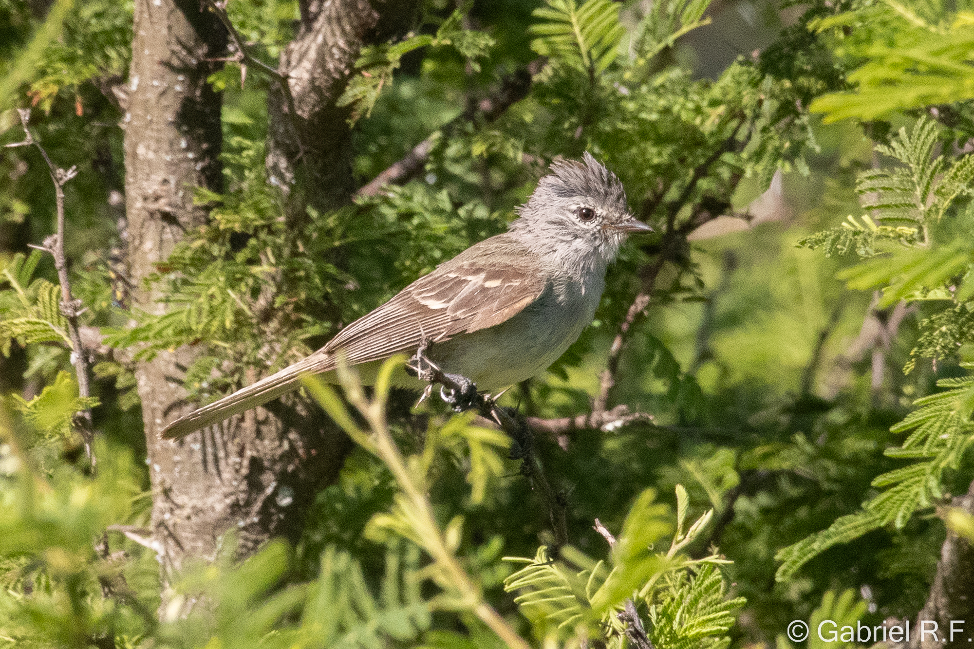 Southern Beardless Tyrannulet (Camptostoma obsoletum), photo 9