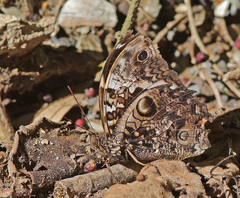 Opsiphanes quiteria
