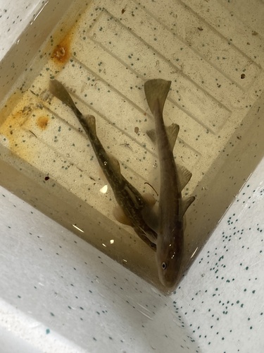 Atlantic tomcod (Microgadus tomcod) — Gadidae