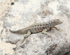 Microlophus barringtonensis