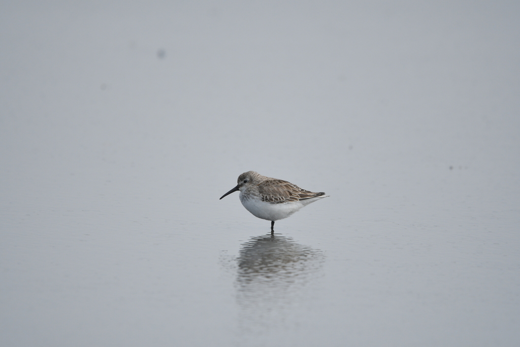 Dunlin in February 2025 by guoguoyo · iNaturalist