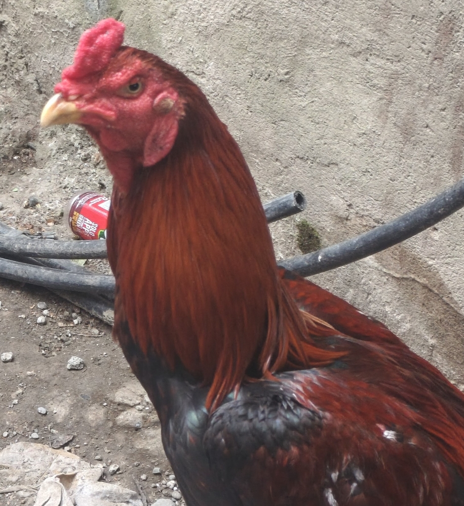 Bonmurag (Gallus gallus)