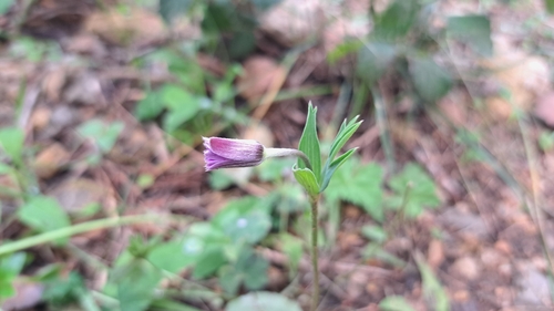 Broad-leaved anemone