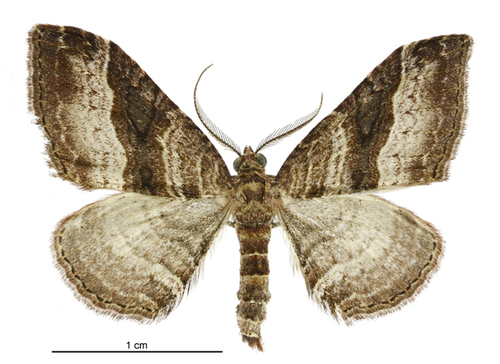 Epyaxa lucidata photo 3