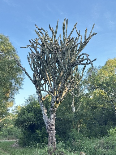 Narrowangled cereus (Cereus stenogonus)