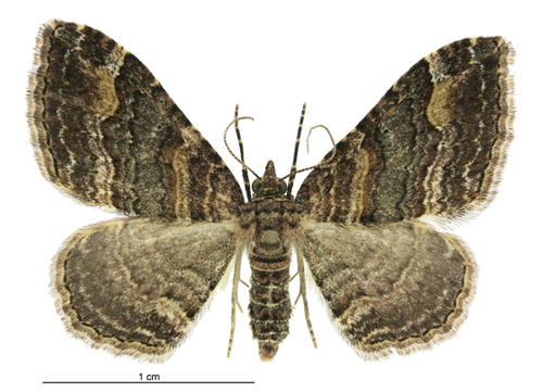 Epyaxa lucidata photo 4