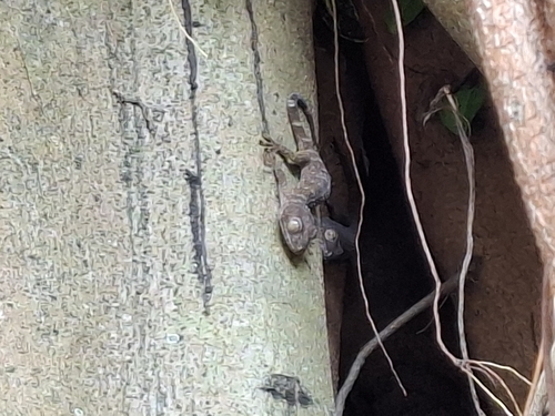 Gekko gecko